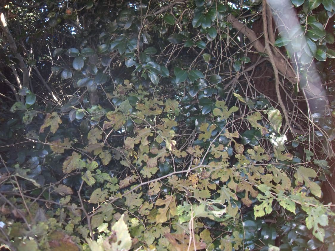 (풀구성) Samsung VLUU L200 digital camera 상품이미지9