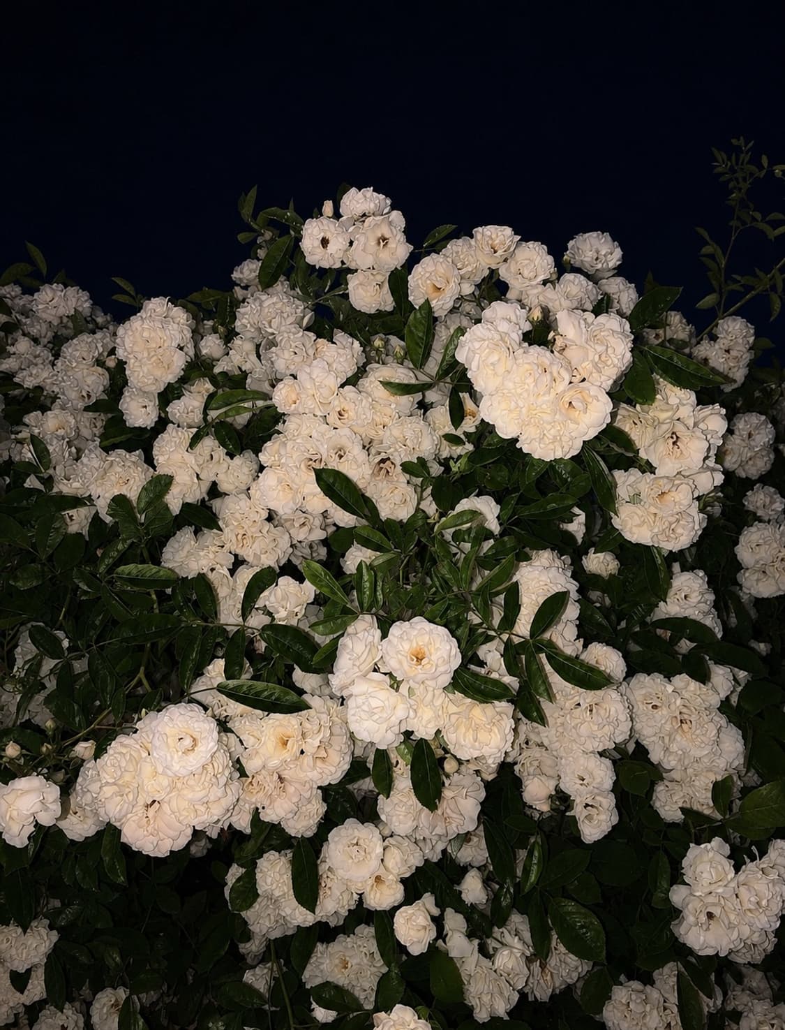 ☁️ 6월 3일 기념, 6,300원 할인 상품이미지1