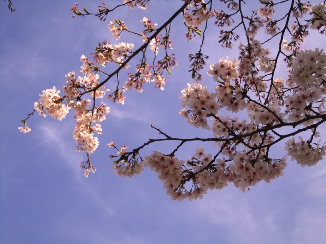 캐논 익서스 Canon IXUS 210 블랙 상품이미지2