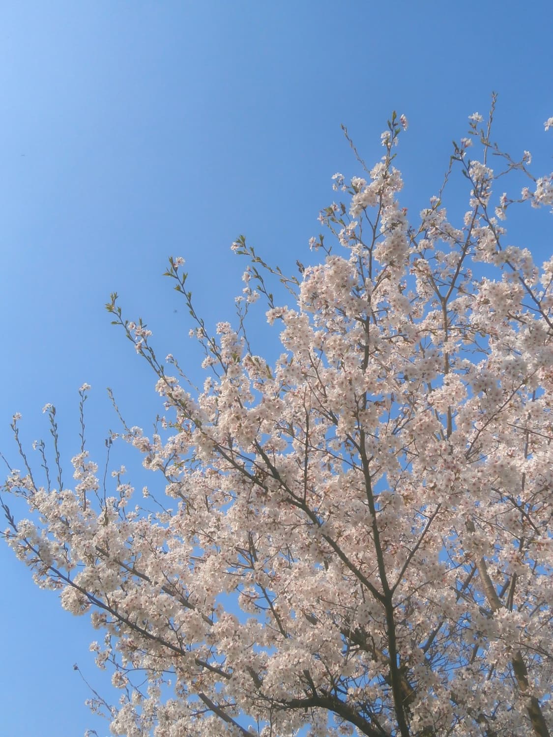 올림푸스 VH-410 핑크 빈티지디카 상품이미지4