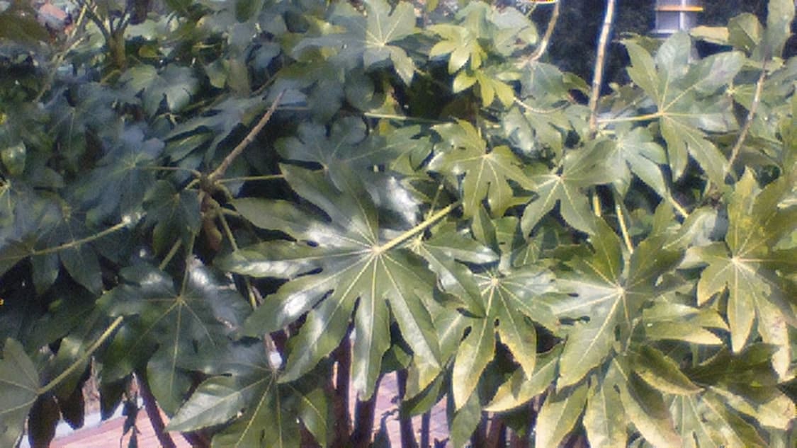 작례) 독일 Silvercrest DV-1000hd 캠코더 디카 상품이미지10