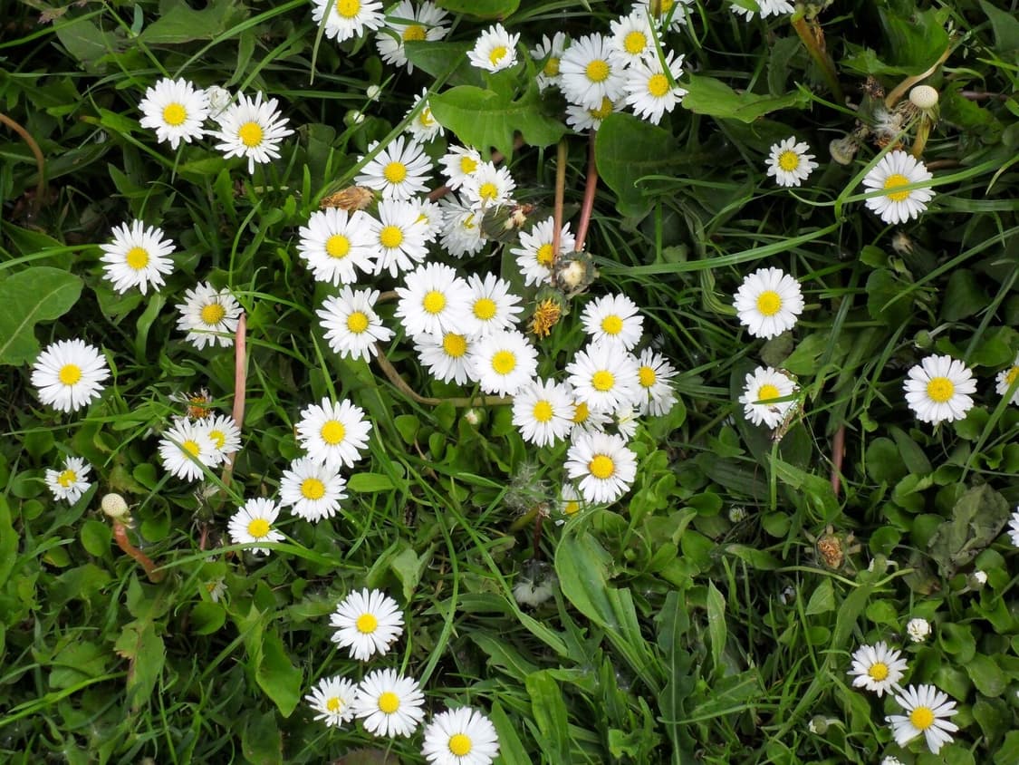 삼성 SamSung VLUU ES70 하늘 상품이미지2