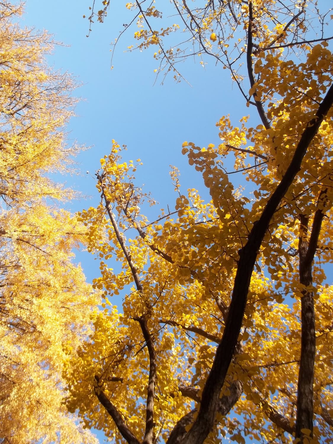 (키키 디카) 코닥 C195 Kodak C195  상품이미지6