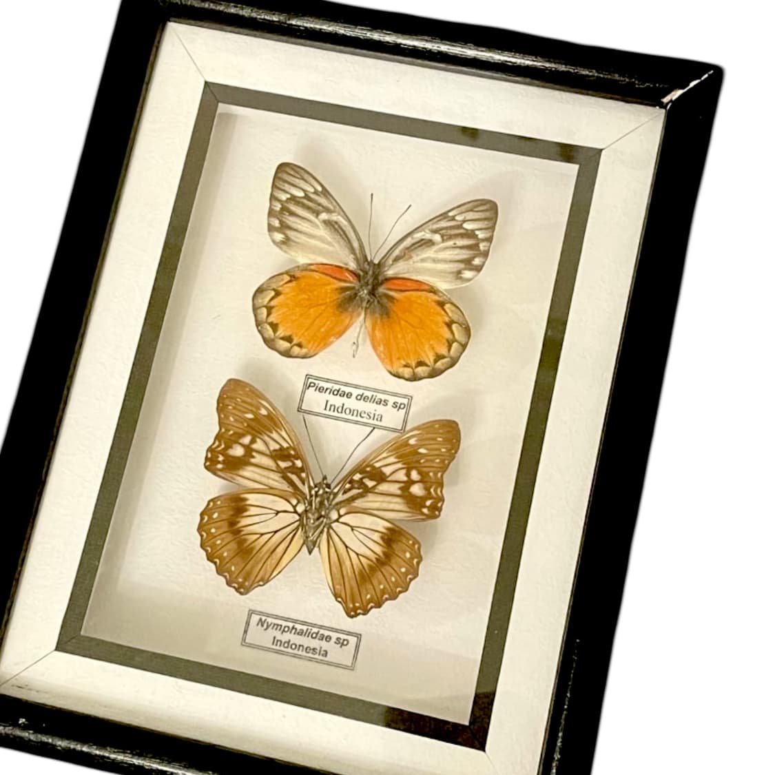 나비 박제 액자 유럽풍 인테리어 상품이미지1