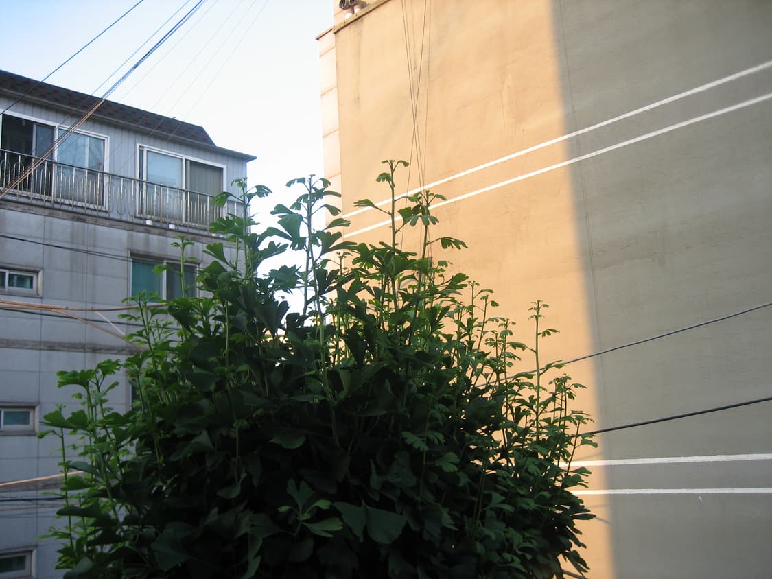 캐논 익서스 50 디카 (빈티지 카메라) 상품이미지7