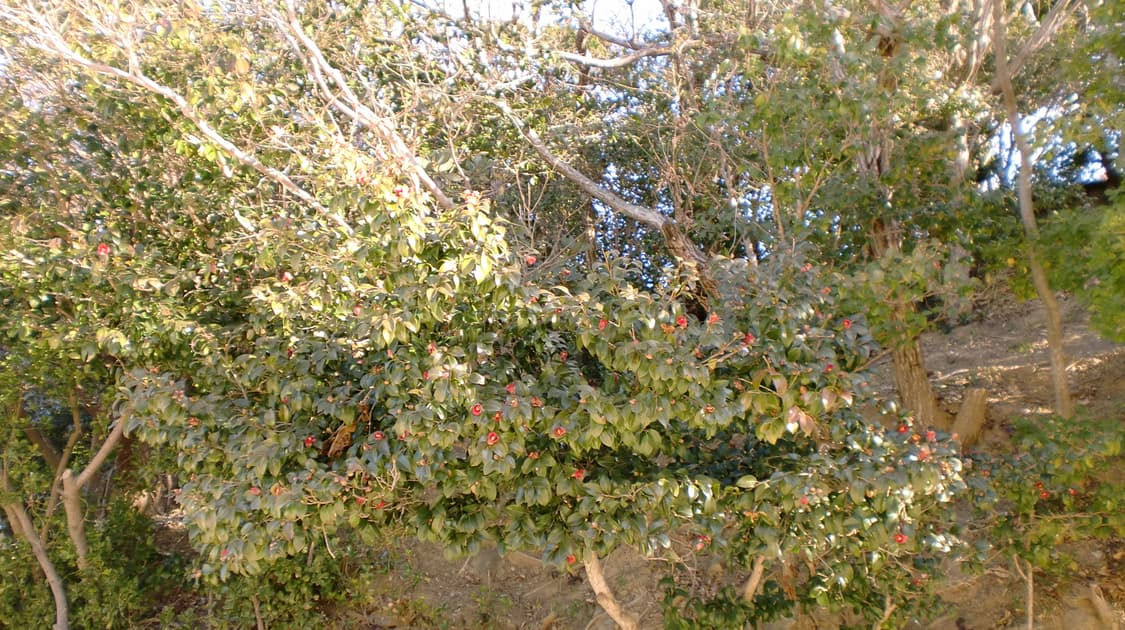 작례O)카시오 Casio 엑슬림 Ex-z90 빈티지 디지털 카메라 상품이미지6