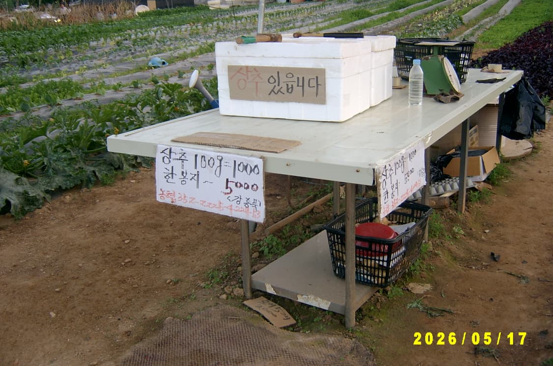 삼성 빈티지디카 상품이미지5