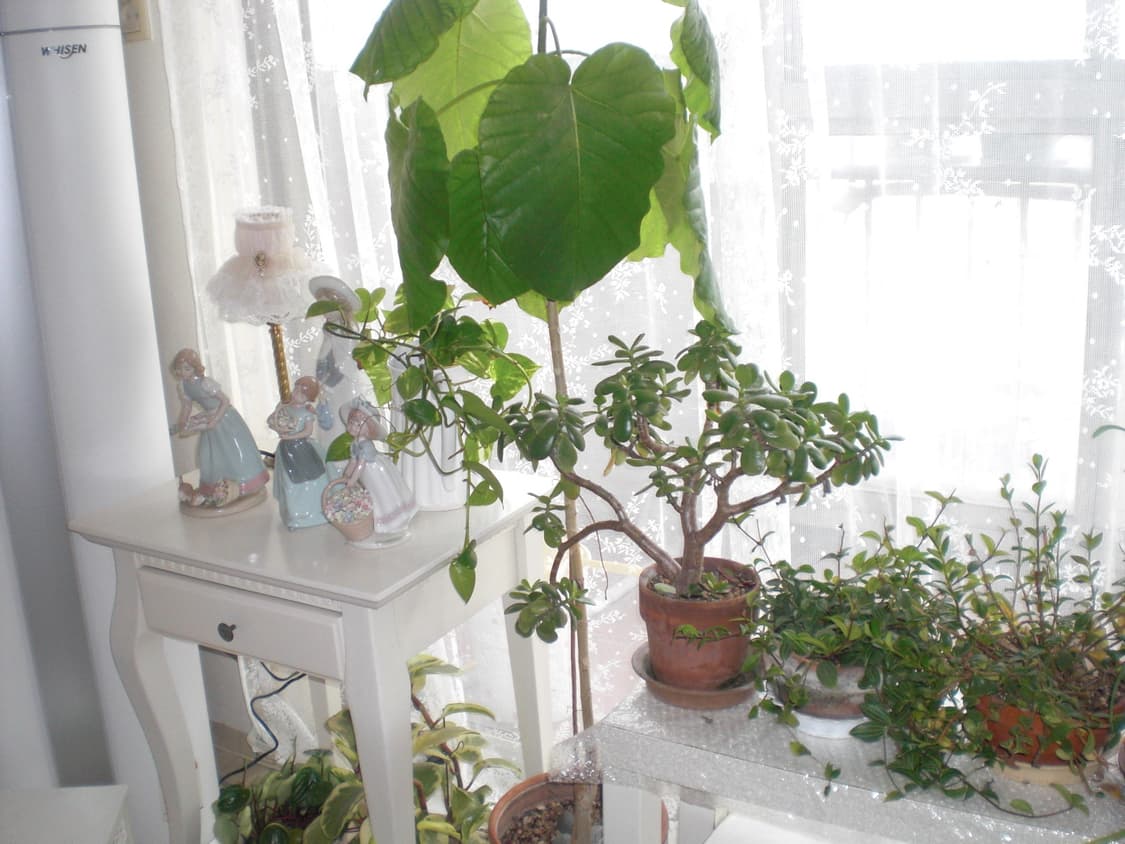 카시오 엑슬림 z85 프리지아 채영 디카 상품이미지2