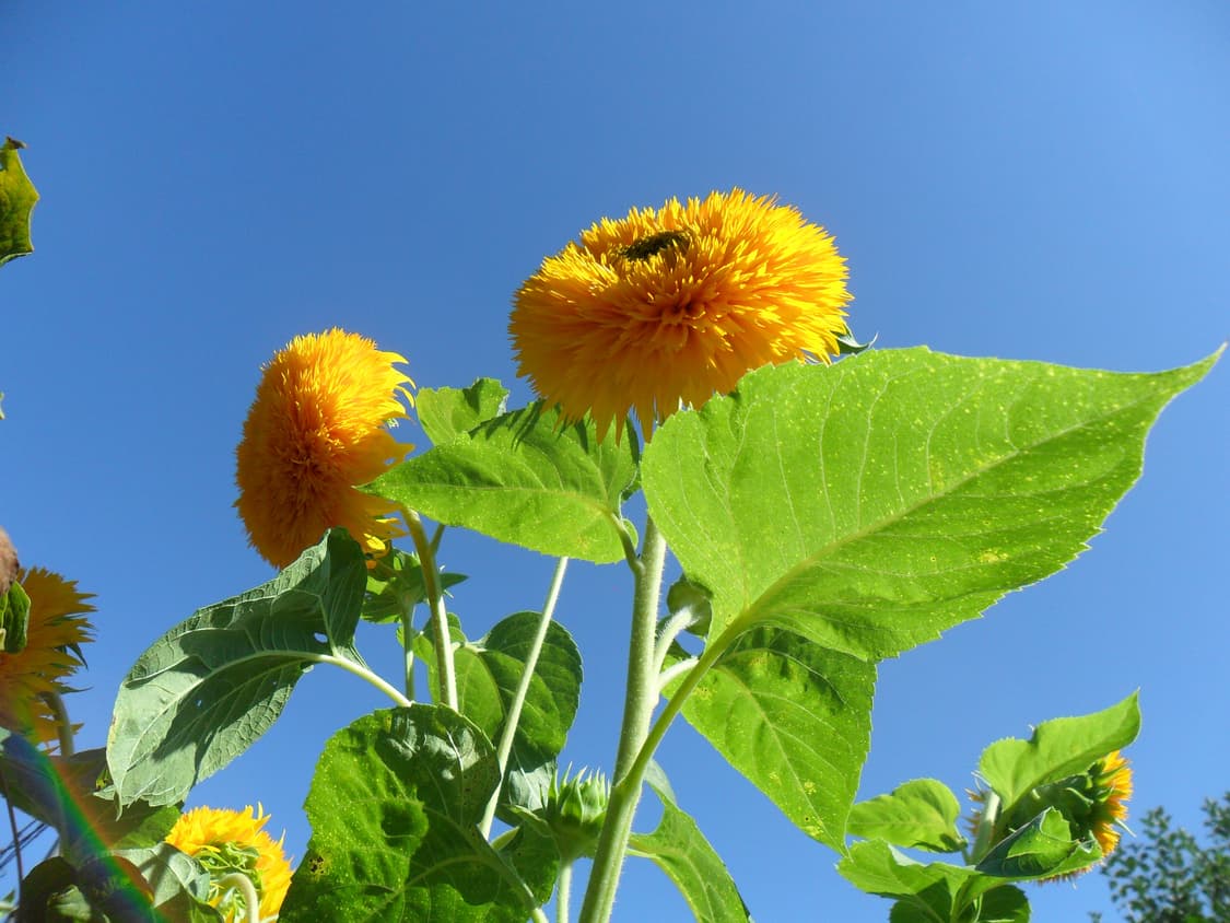 작례O 신품급 삼성 블루 vluu es28 디지털카메라 빈티지 디카 상품이미지4