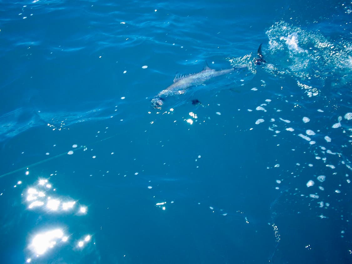 캐논 canon ixy digital pc1001 빈티지 디카 상품이미지5