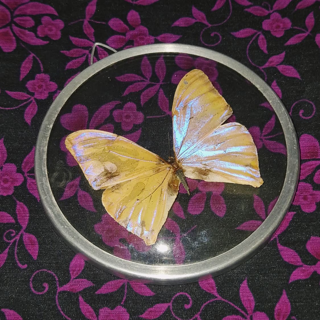 70s 브라질 모르포 빅 나비 글라스 반구 벽걸이 상품이미지5