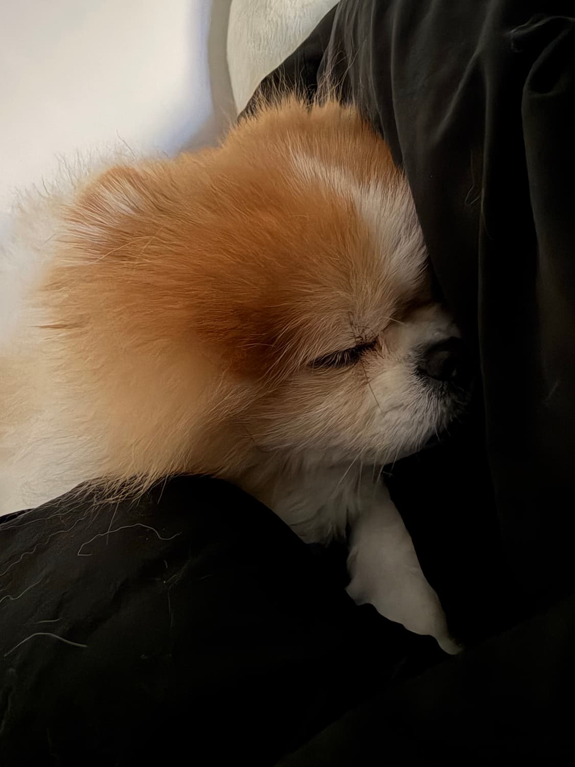 리바이스 엔지니어드 옐로우 워싱 하프팬츠 상품이미지8