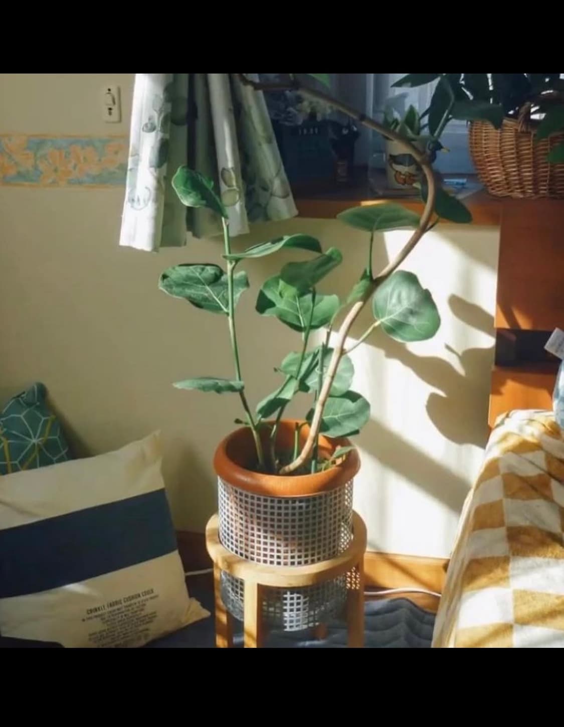 파나소닉 루믹스 DMC-FP1 디카 디지털카메라 상품이미지4