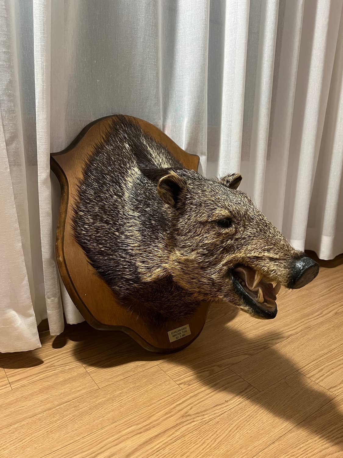 1964년 제작 Javelina 빈티지 헌팅트로피 상품이미지6