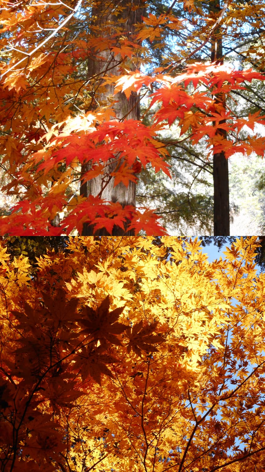 니콘 쿨픽스 A300 상품이미지8