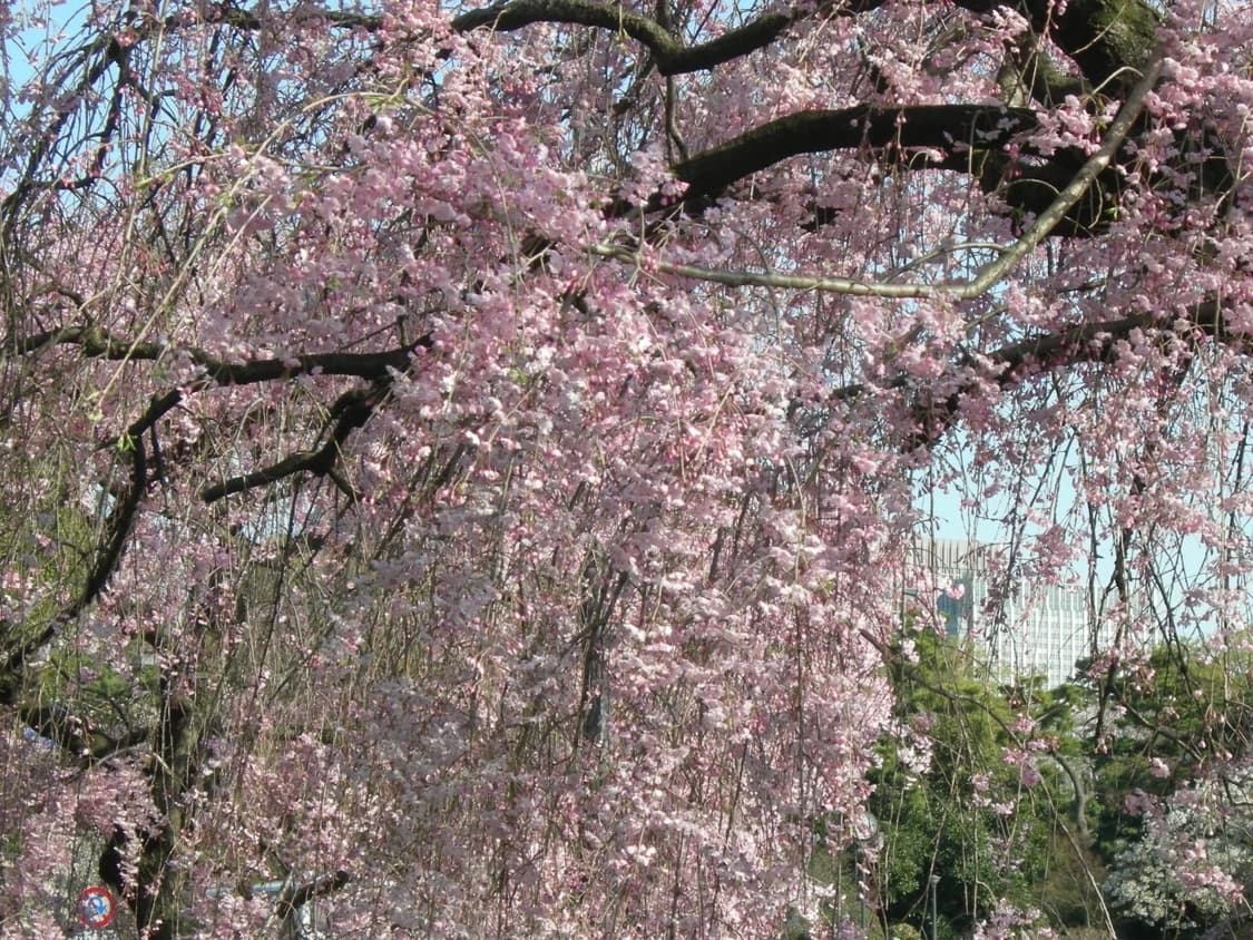 니콘 쿨픽스 p1,p2(nikon coolpix p1,p2) 상품이미지7