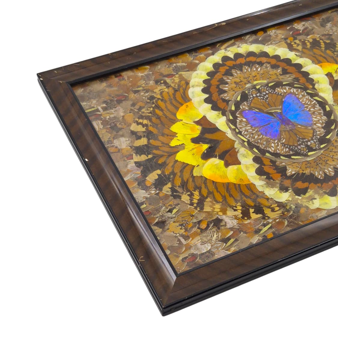 60s 모르포 나비 표본&날개 엔틱 대형 액자 상품이미지4