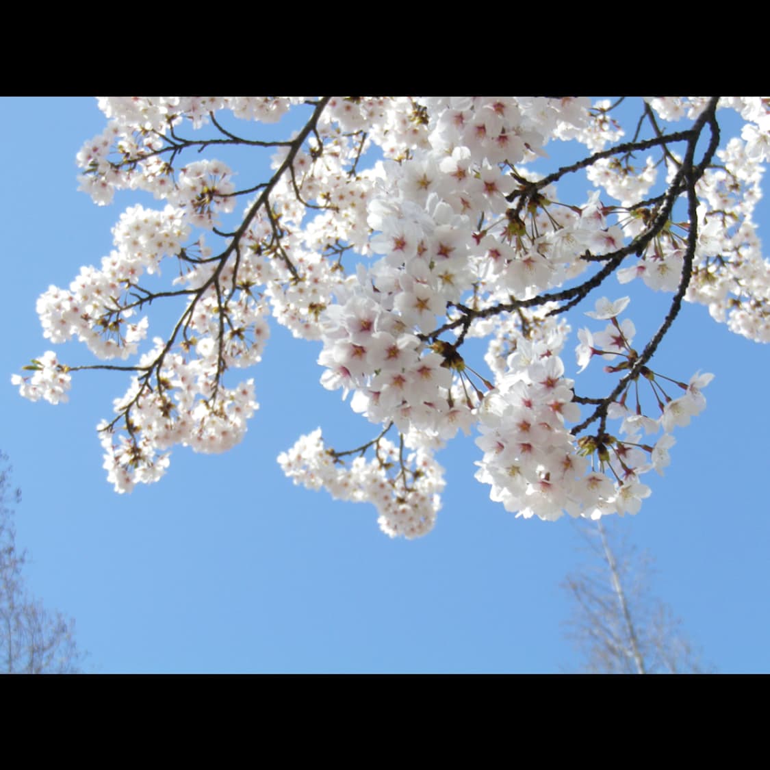 작례⭕️ 펜탁스 옵티오 RZ10  자연피부톤 ✨뽀용 🌸 상품이미지7