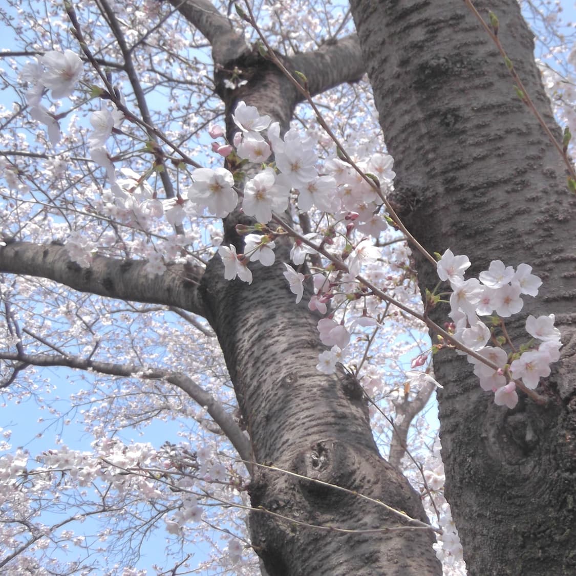 후지필름 파인픽스 T300 풀박스(작례o) 상품이미지5