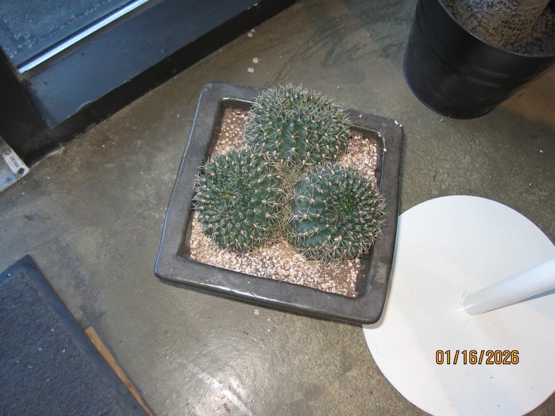 풀박/민트급/날짜)캐논 ixy digital 110is 오렌지 빈티지디카 상품이미지10