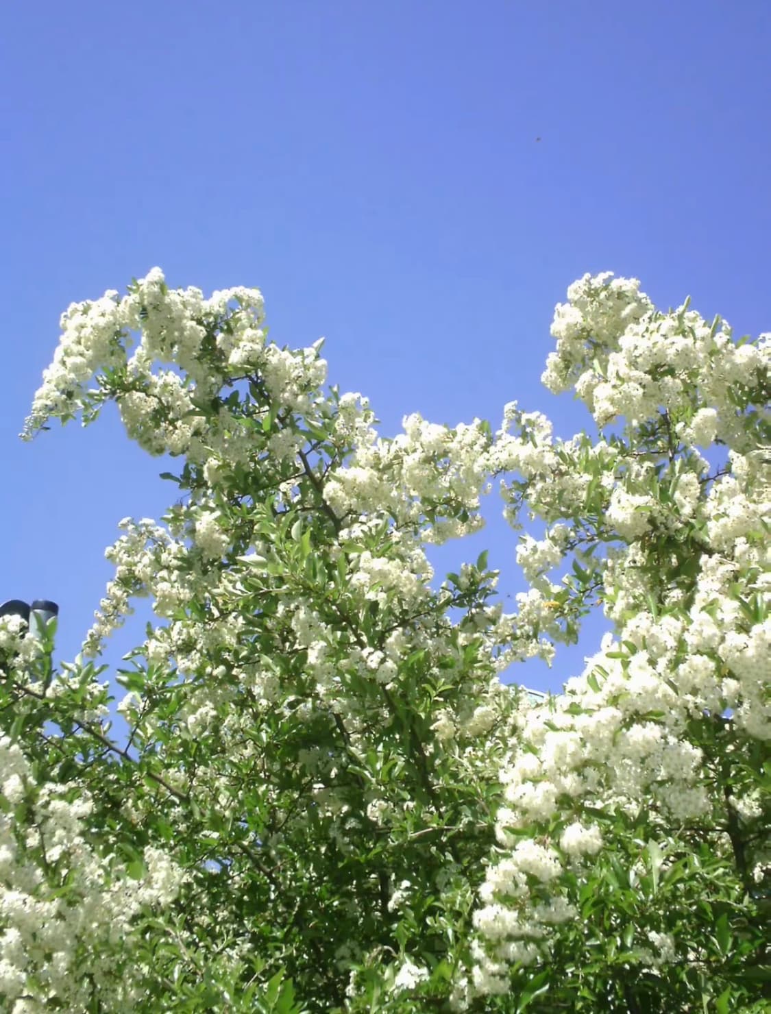 롤라이 스포츠라인 64 상품이미지4