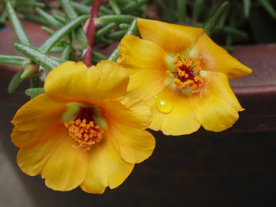 올림푸스 az-1 디카 (빈티지 카메라) 상품이미지6