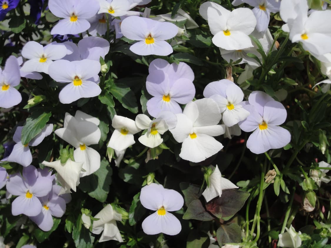 소니 사이버샷 cybershot DSC-WX5 브라운 작례⭕️ 풀박 상품이미지7