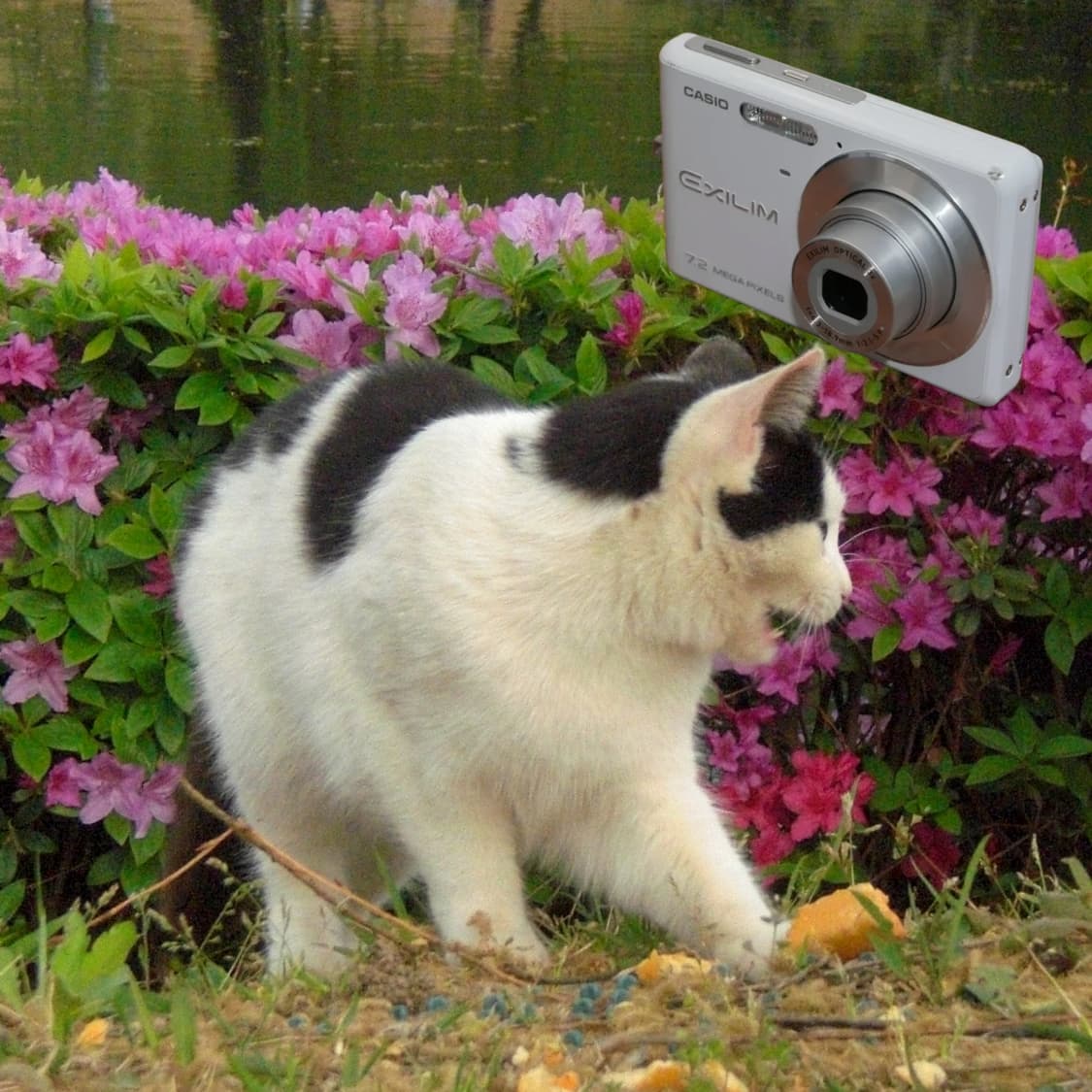 Casio EX-Z77(✨민트급/🎁풀패키지) 상품이미지6