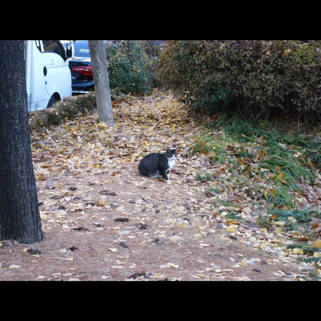 작례⭕️ 파나소닉 루믹스 DMC-F1 상품이미지7