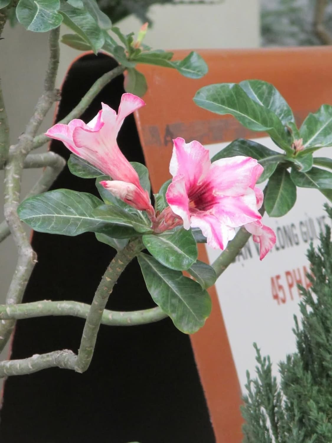 준민트✨ 수지디카 ) 캐논 ixus132 ixy90F / 익서스132 상품이미지3