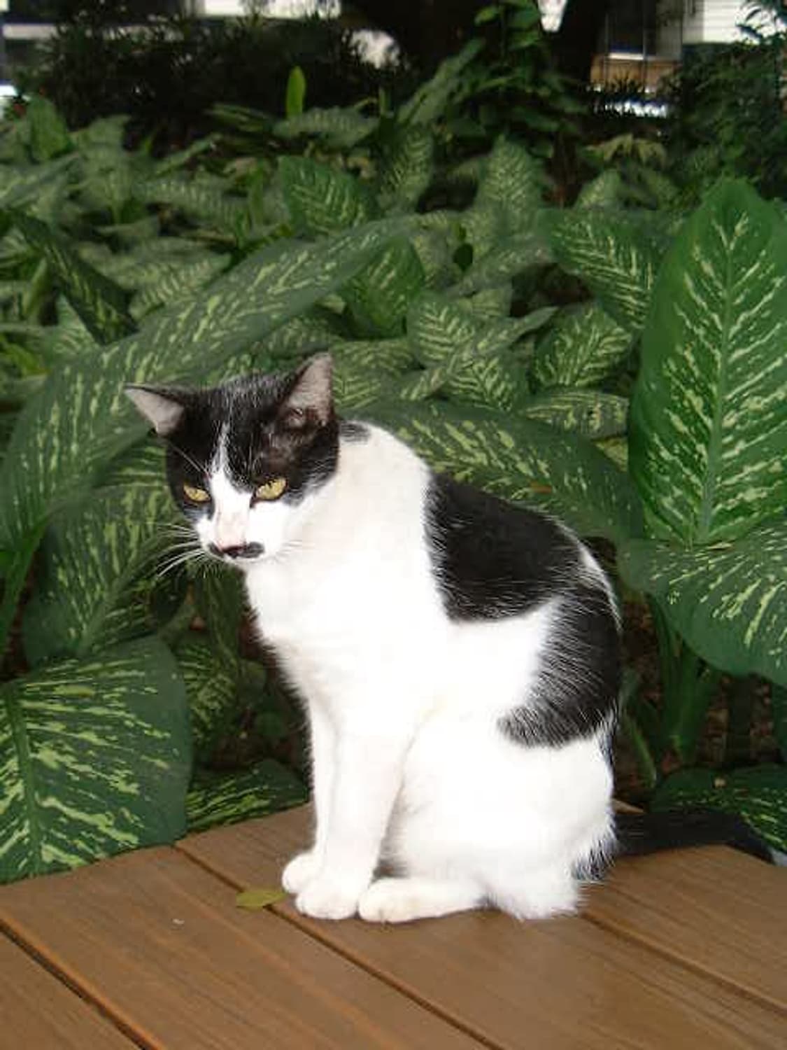 라이카 디지룩스줌 쌍둥이 모델 1700z 상품이미지7