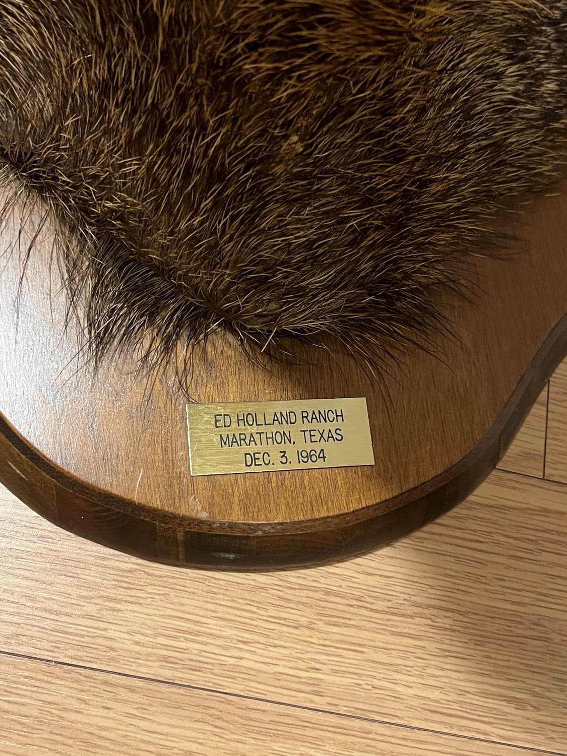 1964년 제작 Javelina 빈티지 헌팅트로피 상품이미지7
