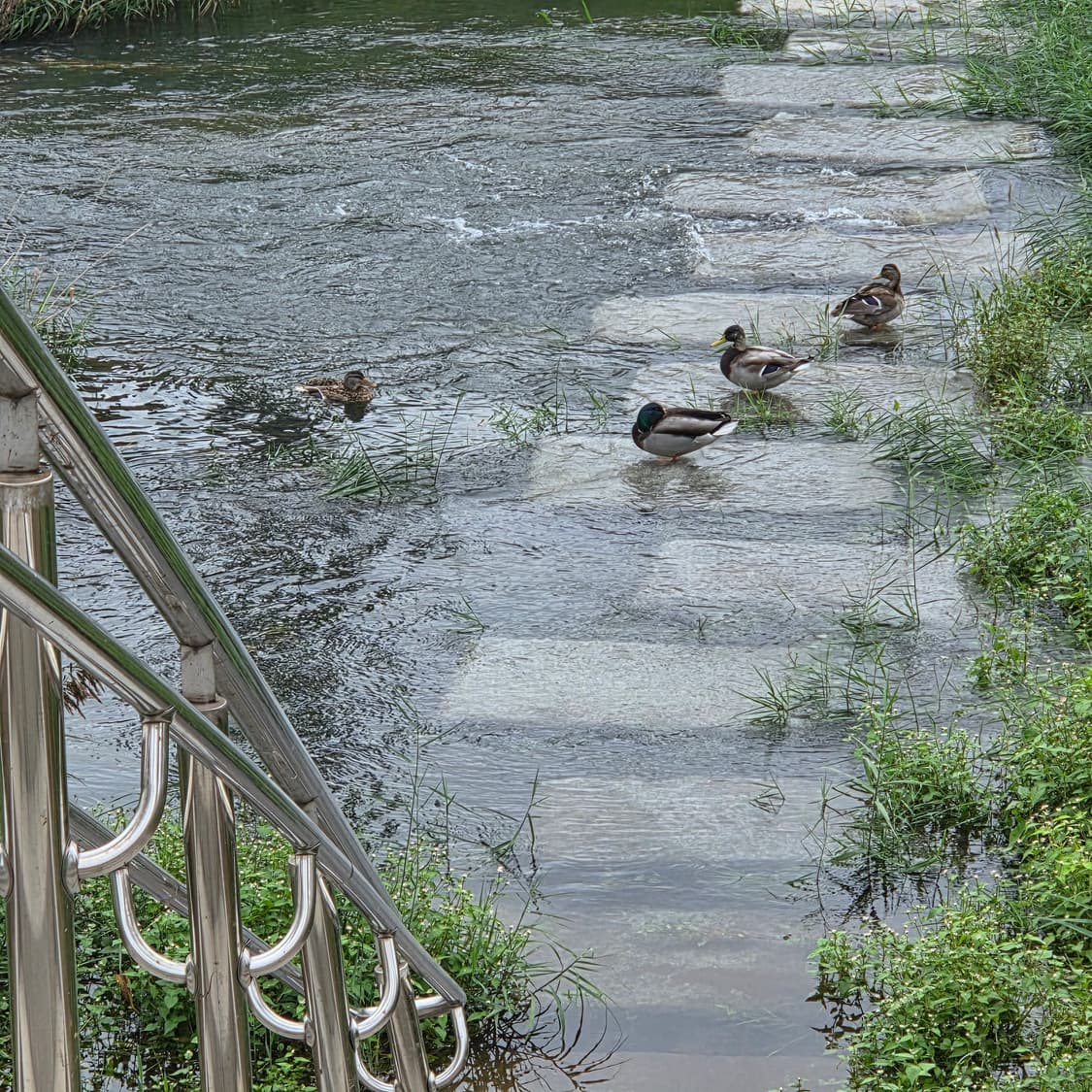 Bangbang99 님 결제창 Altea 제품 상품이미지1