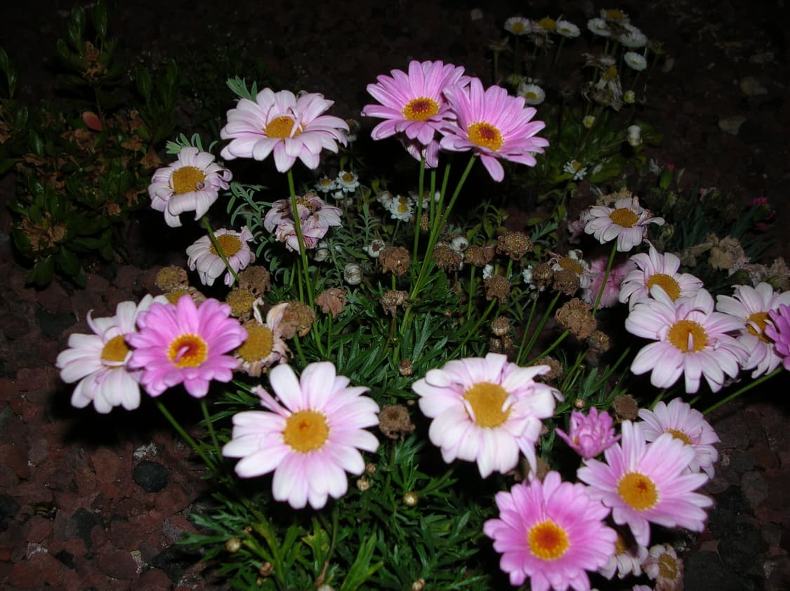작례)니콘 쿨픽스 4100 (Coolpix 4100) 디카 📸  상품이미지2