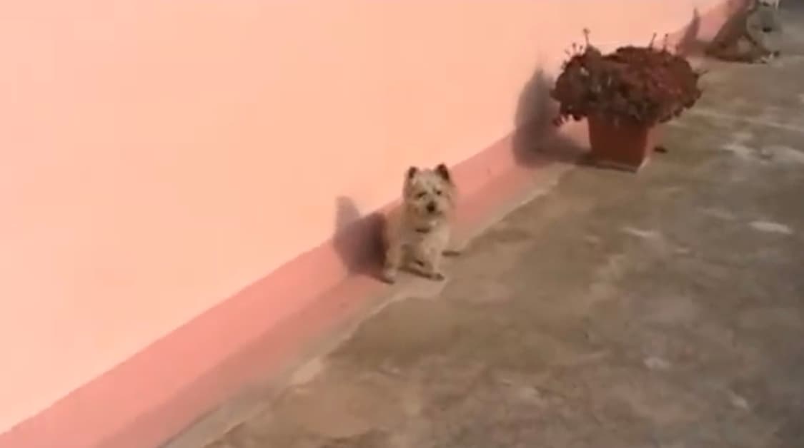 (희귀색 핑크) JVC victor gz-mg115 빈티지 캠코더 상품이미지10