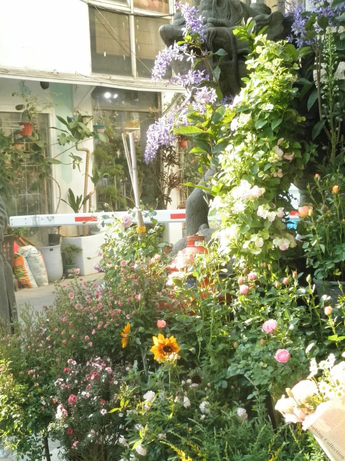 올림푸스 뮤 7040 | mju 핑크 상품이미지8