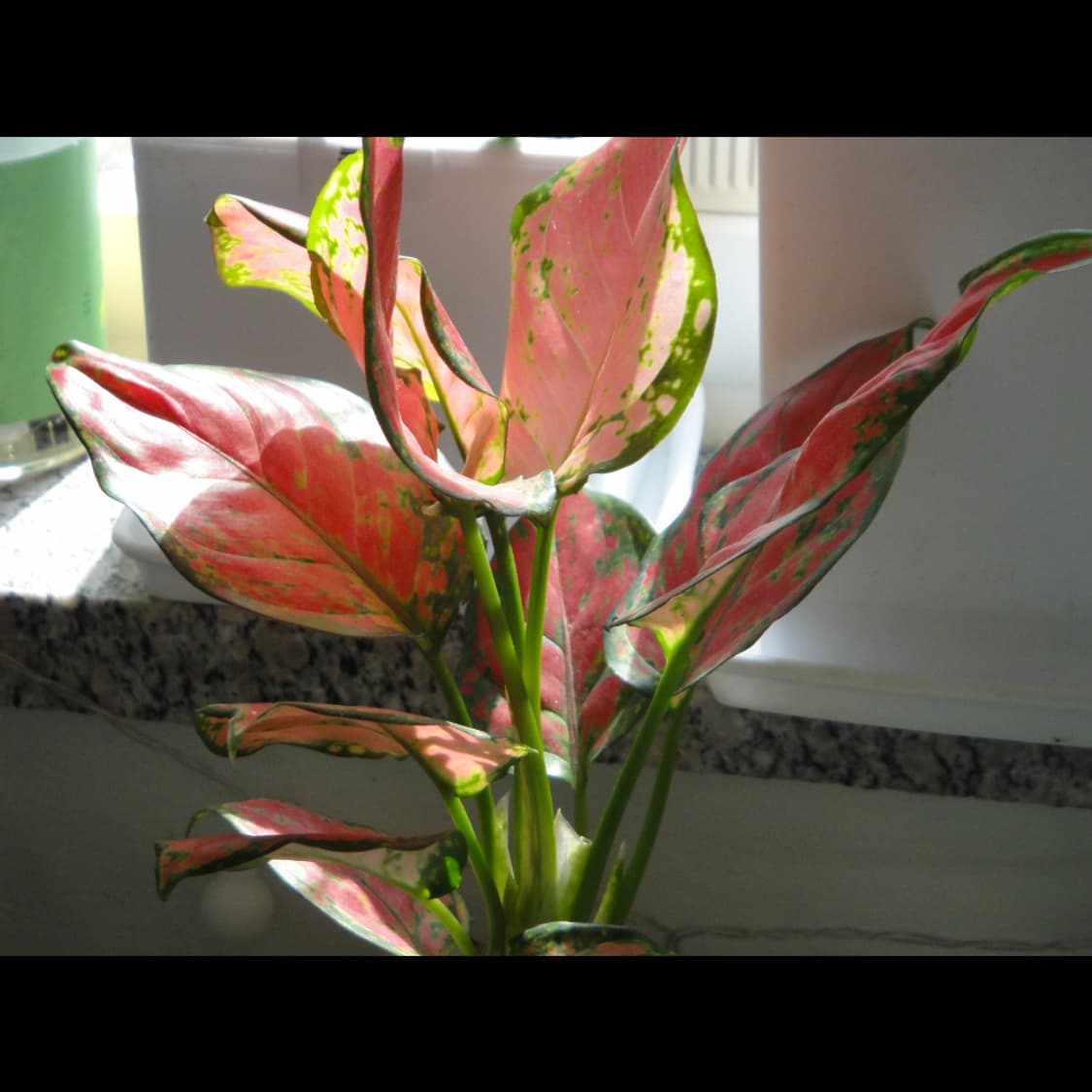 작례⭕️ 소니 사이버샷 DSC-TX5 상품이미지9