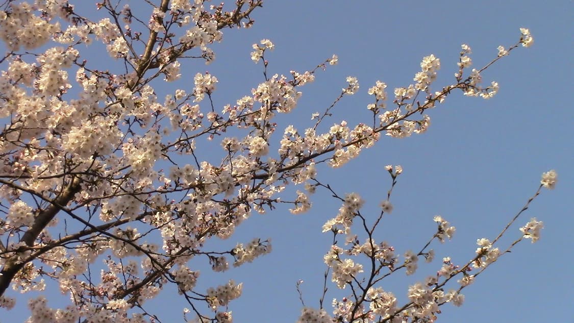 캐논 iVIS(VIXIA) HF R42 캠코더(작례O) 상품이미지4
