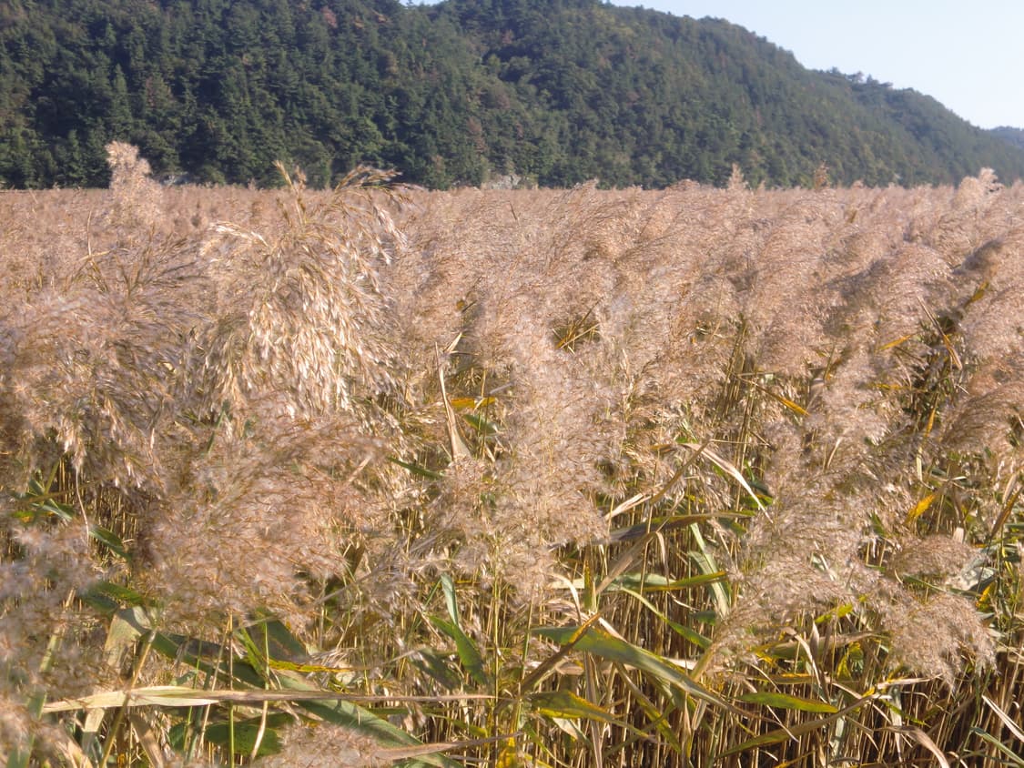 카시오 엑슬림 z550 실버 풀박스 판매합니다 !(작례o) 상품이미지4