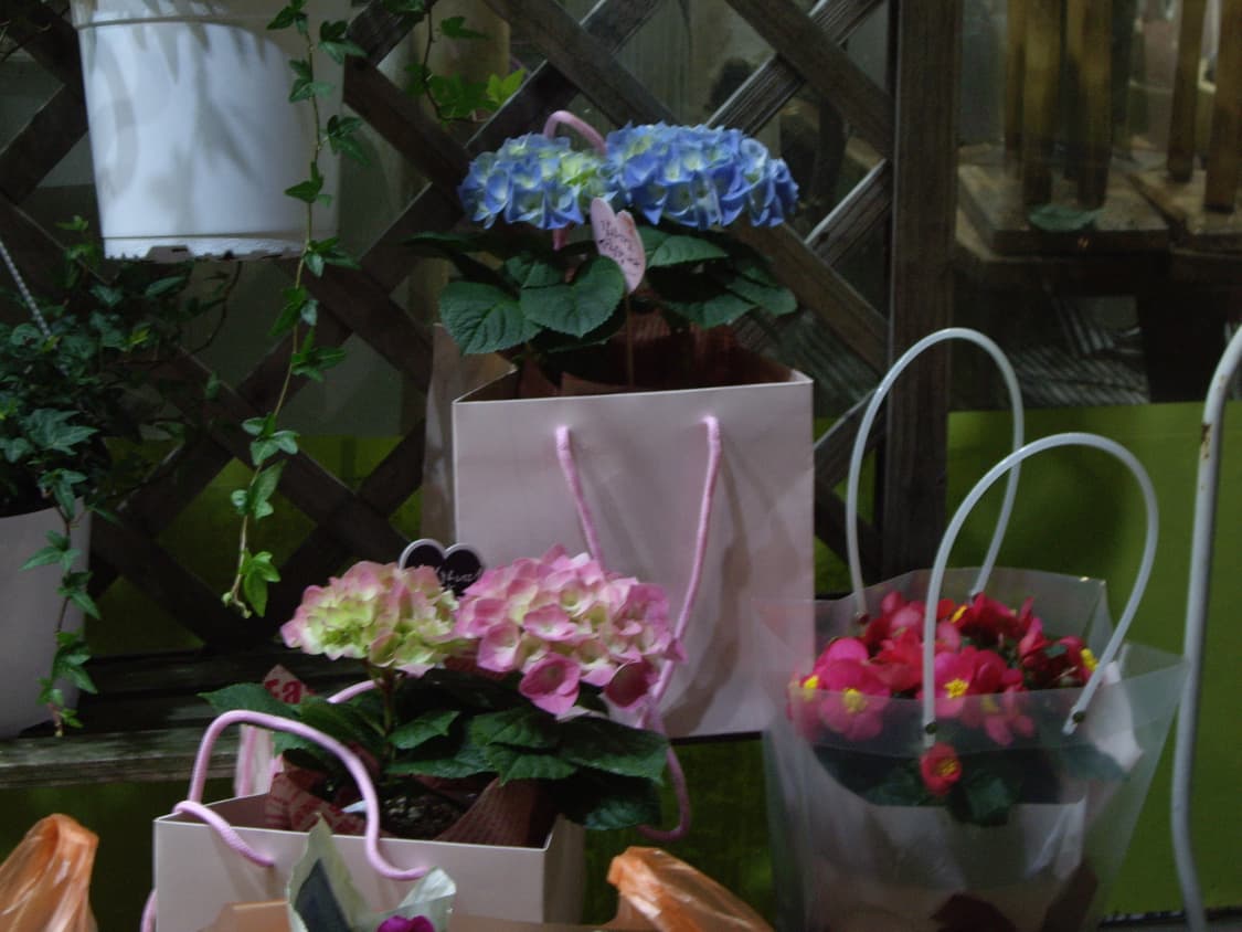 작례O, 아련미…🫧) PENTAX Optio A10 상품이미지10