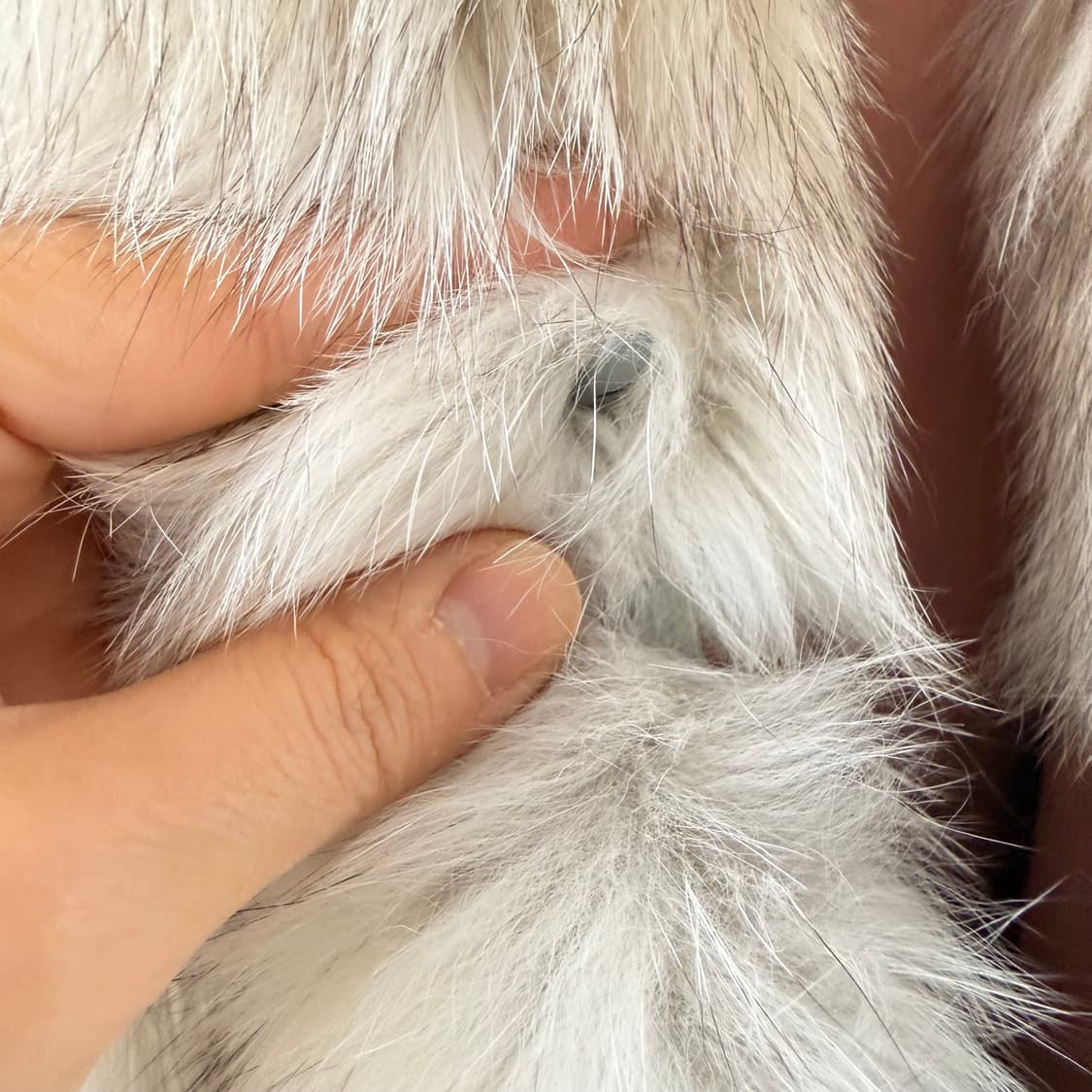 천연모피 여우털 자켓 코트 상품이미지6