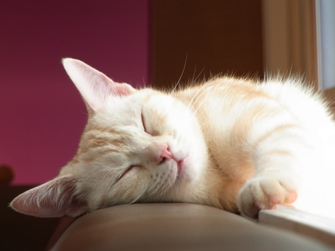 리코cx2 (필카색감) 귀한매물 작례있음 상품이미지9