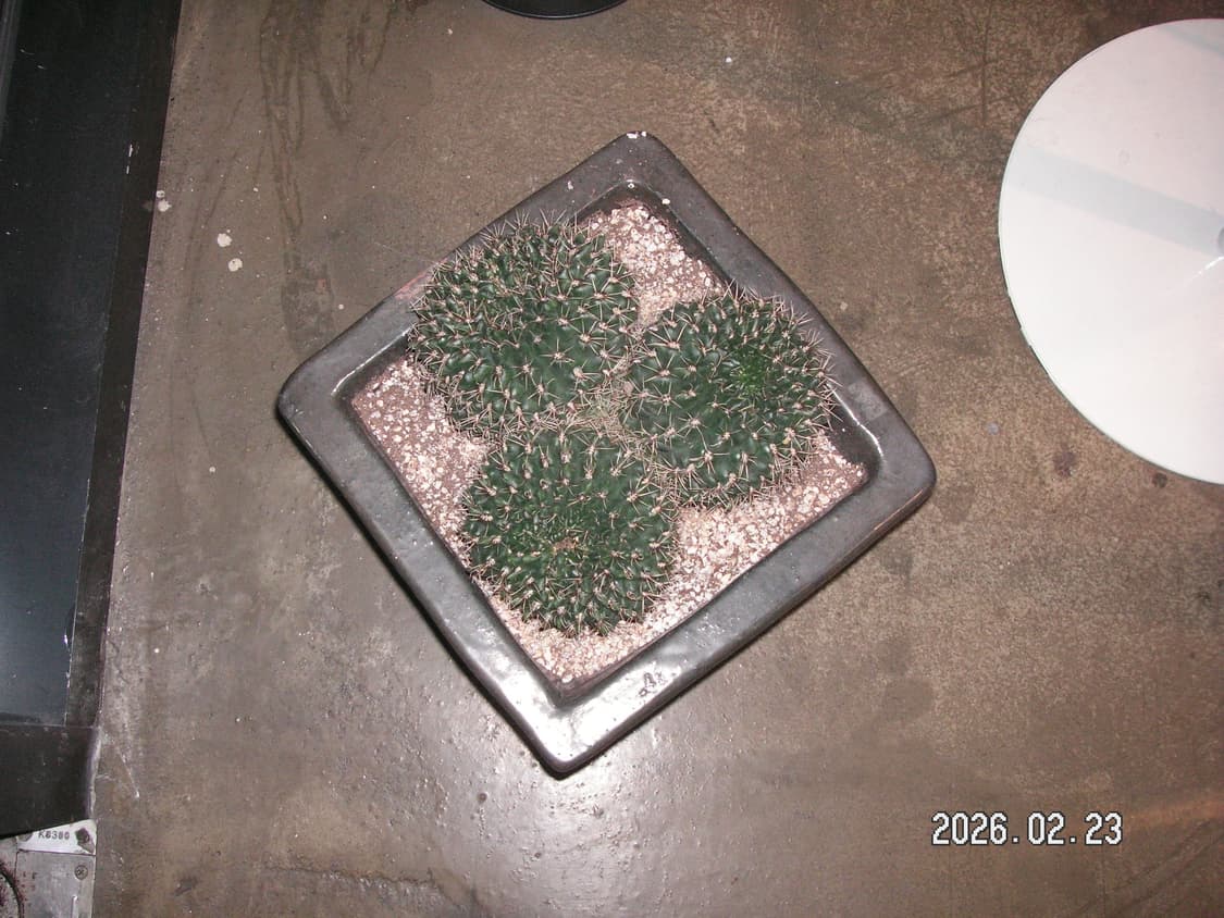 New배터리/한글/날짜표시)코니카 미놀타 디미지X60 빈티지디카 상품이미지10