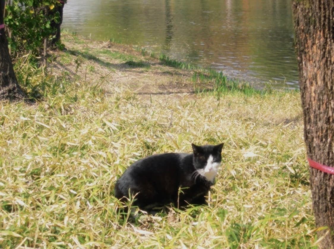 작례O) 니콘 쿨픽스 4300 빈티지 디카 상품이미지5