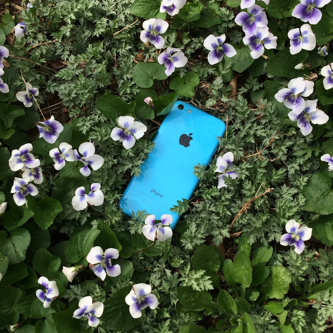 아이폰 5c 16gb 블루 (마지막 3장 작례) 상품이미지1