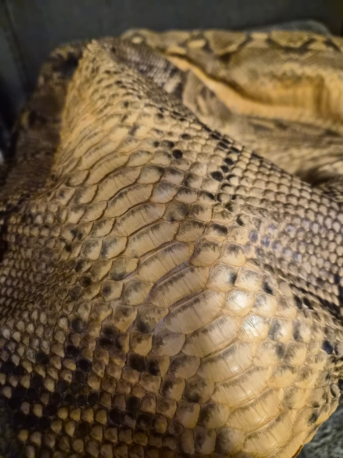 리얼 뱀피 가방 상품이미지3