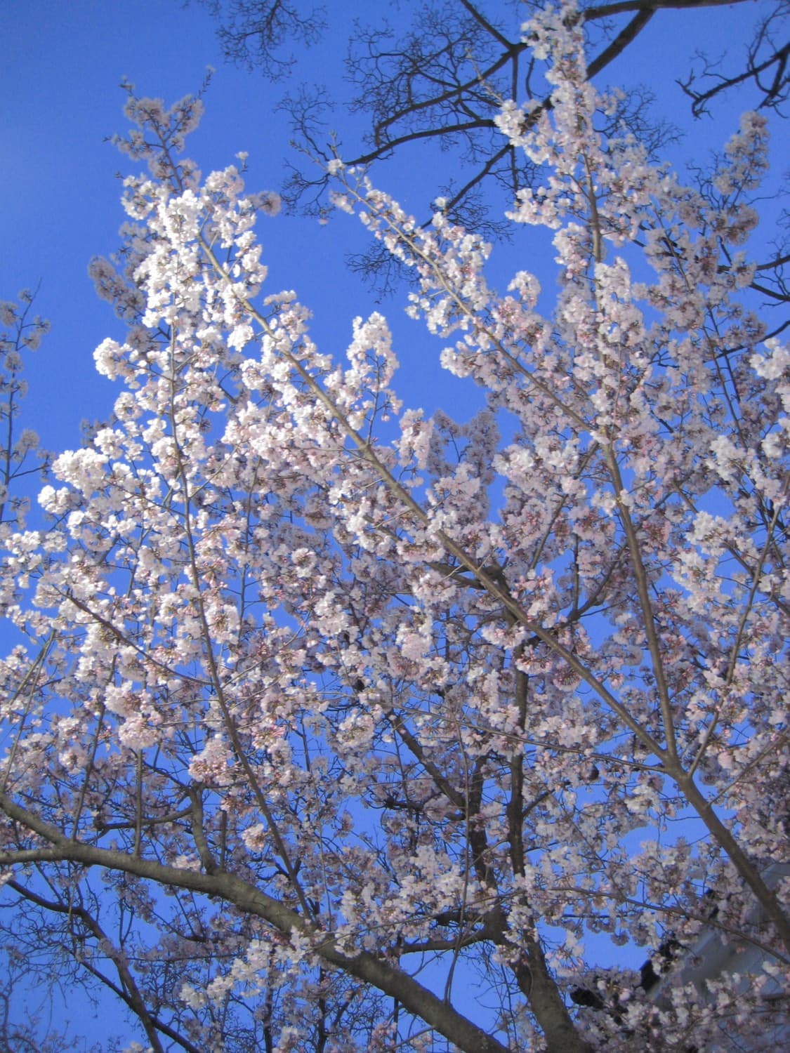 캐논 익서스 75 canon ixus 75 판매합니다! 상품이미지10