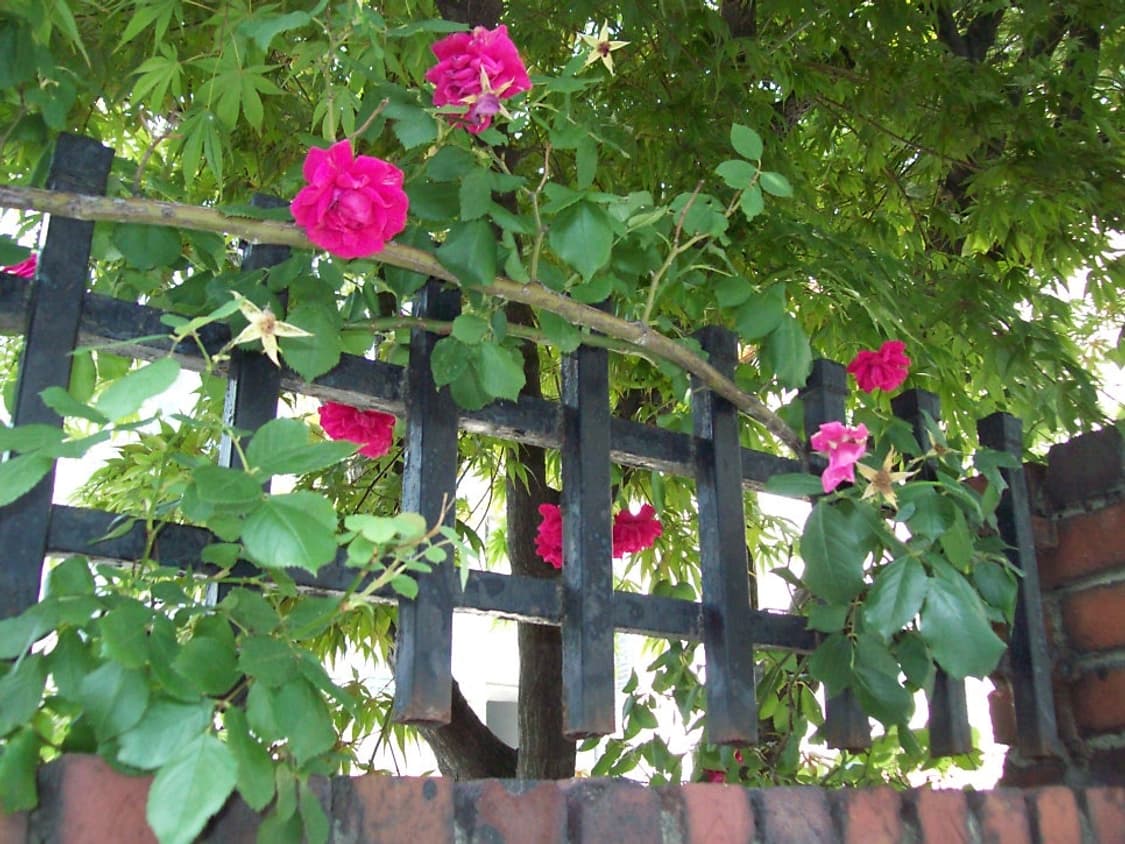 코닥 이지쉐어 C813 실버 Kodak Easyshare C813  상품이미지10