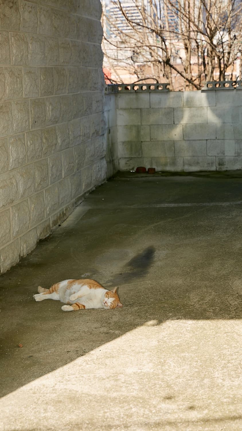 lwishuknew님 개인결제창 상품이미지1