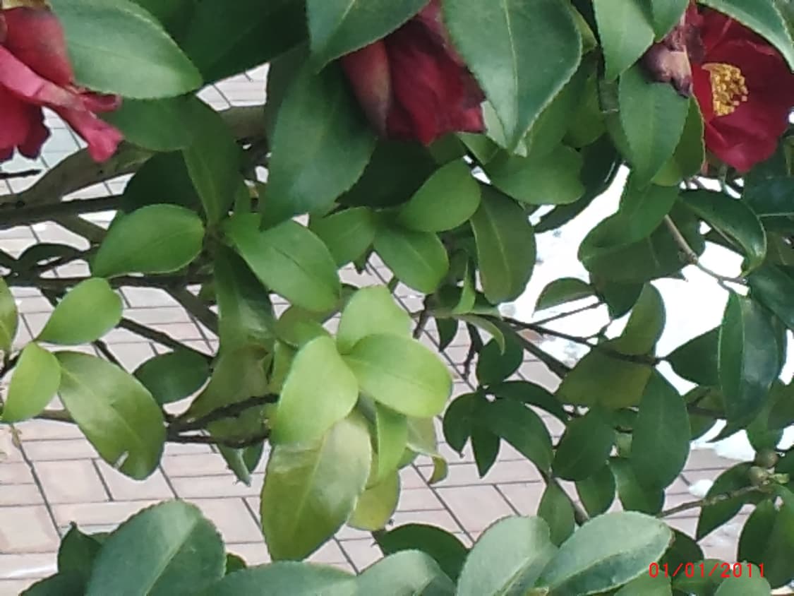 작례)Agfaphoto eclipse explorer 빈티지 캠코더 디카 상품이미지10